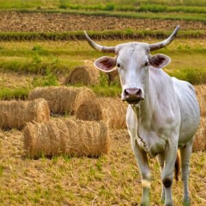 Feeds 1 cow for 3 days