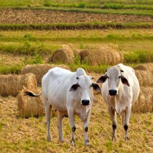 Feeds 2 cow for 3 days