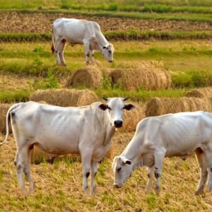 Feeds 3 cows for 7 days