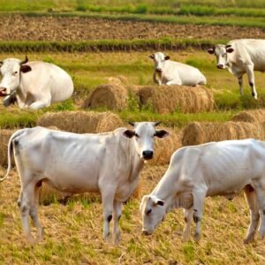 Feeds 5 cows for 7 days