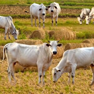 Feeds 7 cows for 7 days
