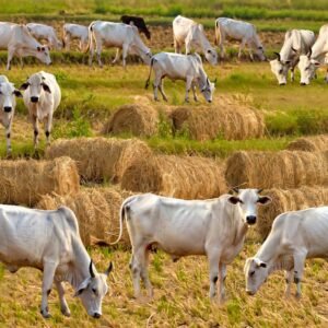 Feeds 15 cows for 7 days