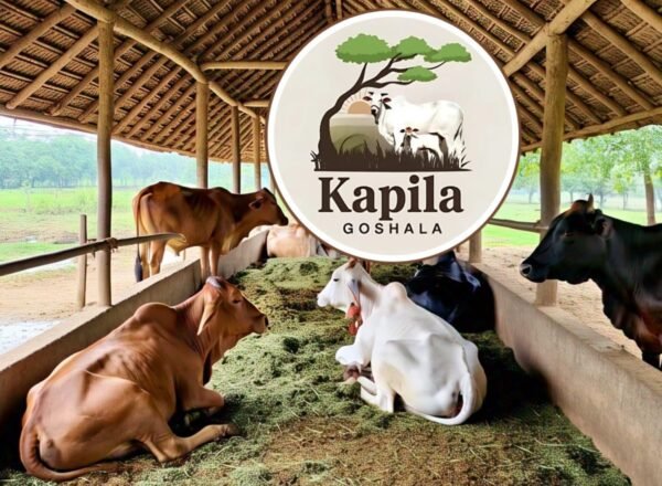 Feeds 15 cows for 7 days - Image 2